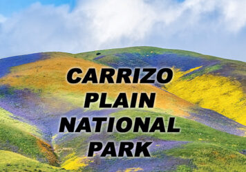 Apr 19-21: Carrizo Plain National Monument, Wildflowers Weekend Getaway